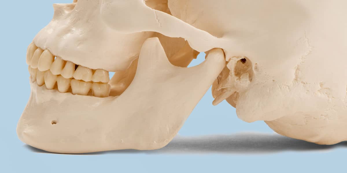 Pointing to the temporomandibular joint (TMJ) on a model school